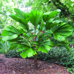 Licuala Palm